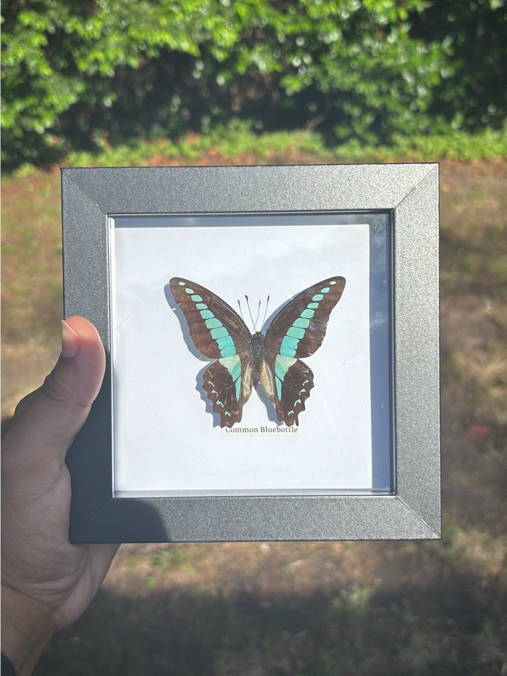 🦋Real Bluebottle Butterfly Frame